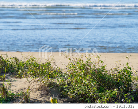 Beach Beach 39133332