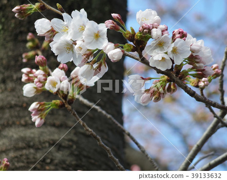 Cherry blossoms-still bloom for one minute 39133632