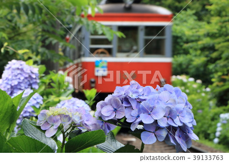 繡球花和登山火車 39133763