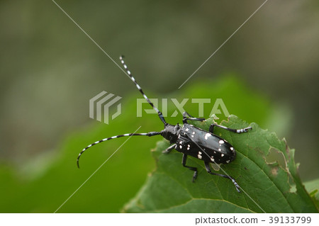 Affiliation Affiliation 39133799