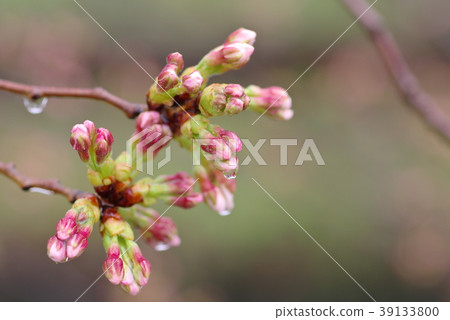 Cherry blossoming rainy day Pale green and cherry colored background Cherry blossoming rainy day Pale green and cherry colored background 39133800