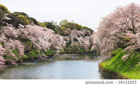 Chidorigafuchi park during the spring season this  39133855