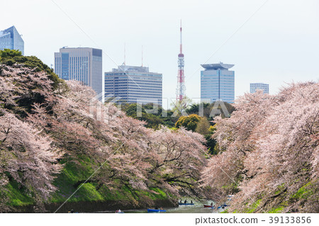 Chidorigafuchi park during the spring season this Chidorigafuchi park during the spring season this 39133856