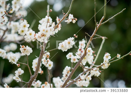 Plum blossom  39133880