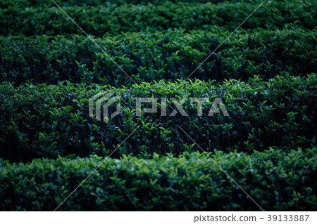 宇治茶圖像 宇治茶圖像 39133887