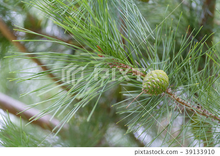 Green pine cones Green pine cones 39133910