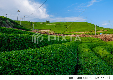 京都府Watsuka-cho的茶園 39133981