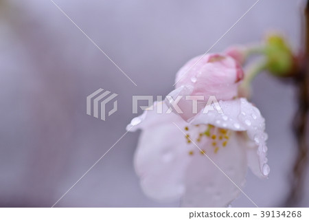 The focus is on the brows of the cherry blossoms and the soon after rainy day d petals The focus is on the brows of the cherry blossoms and the soon after rainy day d petals 39134268