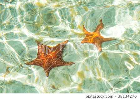 two sea stars in ocean - star fish underwater - two sea stars in ocean - star fish underwater - 39134270
