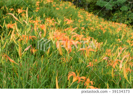 金針花茅草花遺忘草台灣台東開花黃花菜Wasegusa的季節 39134373