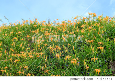 金針花茅草花遺忘草台灣台東開花黃花菜Wasegusa的季節 39134374