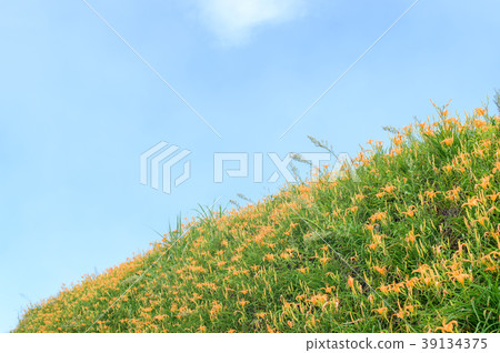 Golden Needle Flower Kayakusa Oblivion Grass Taiwan Taitung Blossom Season of Daylily Wasegusa 39134375