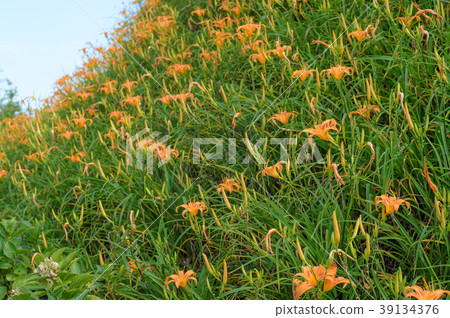 金針花茅草花遺忘草台灣台東開花黃花菜Wasegusa的季節 39134376