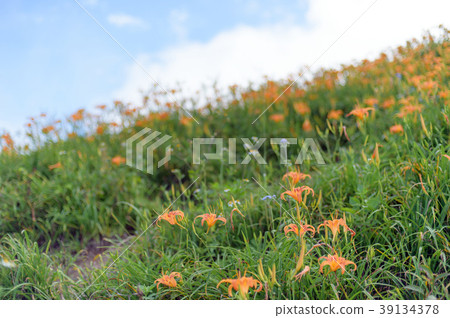 金針花茅草花遺忘草台灣台東開花黃花菜Wasegusa的季節 39134378