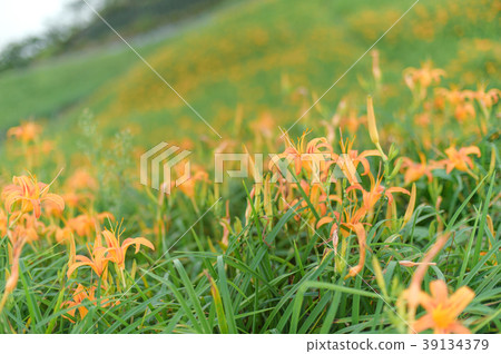 金針花茅草花遺忘草台灣台東開花黃花菜Wasegusa的季節 39134379