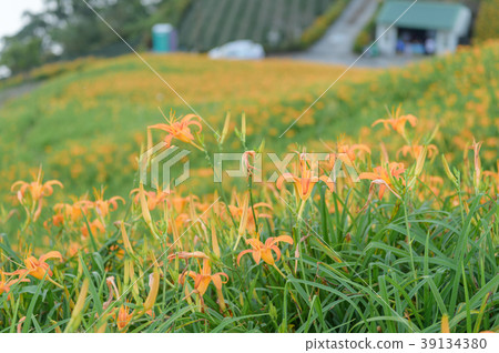 金針花茅草花遺忘草台灣台東開花黃花菜Wasegusa的季節 39134380