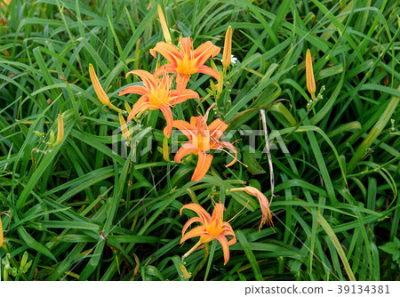 金針花茅草花遺忘草台灣台東開花黃花菜Wasegusa的季節 39134381