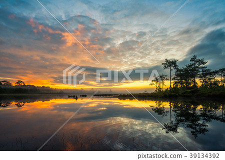 Fog rises over Lake at sunrise in Pine forest 39134392