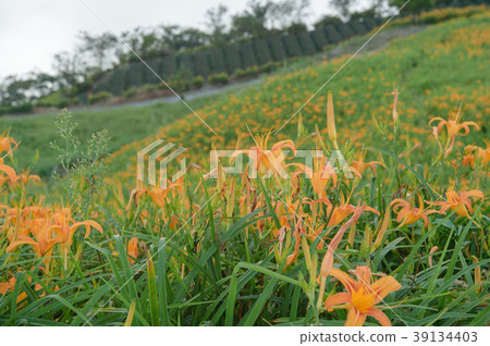金針花茅草花遺忘草台灣台東開花黃花菜Wasegusa的季節 39134403
