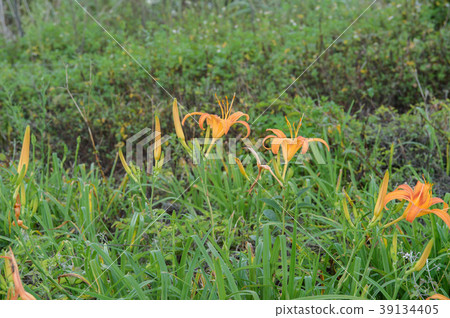 金針花茅草花遺忘草台灣台東開花黃花菜Wasegusa的季節 39134405
