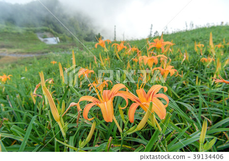 金針花茅草花遺忘草台灣台東開花黃花菜Wasegusa的季節 39134406