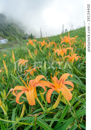金針花茅草花遺忘草台灣台東開花黃花菜Wasegusa的季節 金針花茅草花遺忘草台灣台東開花黃花菜Wasegusa的季節 39134408