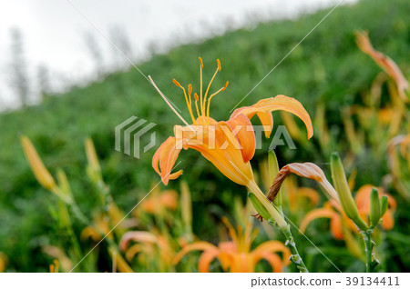金針花茅草花遺忘草台灣台東開花黃花菜Wasegusa的季節 金針花茅草花遺忘草台灣台東開花黃花菜Wasegusa的季節 39134411