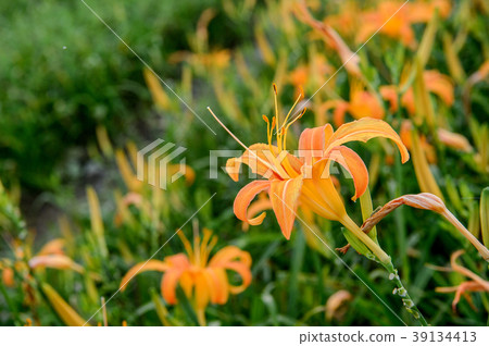 金針花茅草花遺忘草台灣台東開花黃花菜Wasegusa的季節 39134413