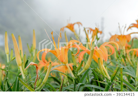 金針花茅草花遺忘草台灣台東開花黃花菜Wasegusa的季節 39134415