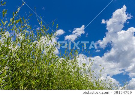 Green tree and clody sky 39134799