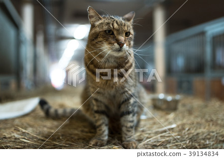 Big lazy domestic barn cat on hay bale in barn Big lazy domestic barn cat on hay bale in barn 39134834