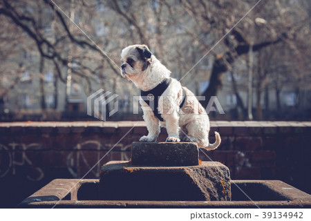 Portrait of cute Shih Tzu in the park Portrait of cute Shih Tzu in the park 39134942