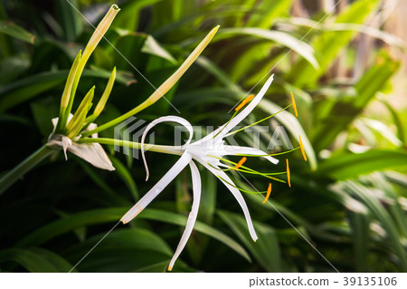 White Lily Flower 39135106