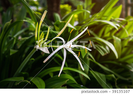 White Lily Flower 39135107