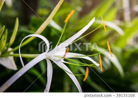 White Lily Flower White Lily Flower 39135108