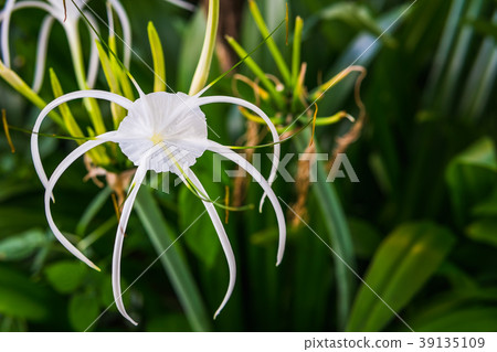 White Lily Flower 39135109