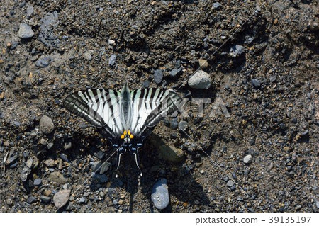 劍鳳蝶、升天鳳蝶(Pazala eurous) 39135197