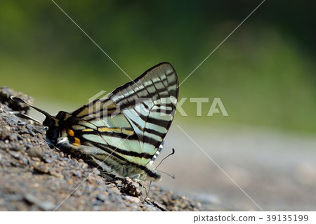 Sword Swallowtail, Pazala eurous Sword Swallowtail, Pazala eurous 39135199
