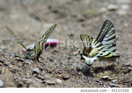 Sword Swallowtail, Pazala eurous Sword Swallowtail, Pazala eurous 39135200
