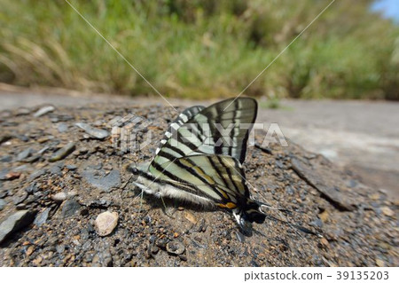 劍鳳蝶、升天鳳蝶(Pazala eurous) 39135203