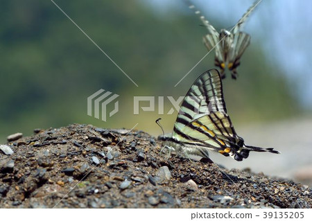 劍鳳蝶、升天鳳蝶(Pazala eurous) 39135205