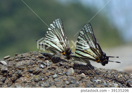劍鳳蝶、升天鳳蝶(Pazala eurous) 39135206