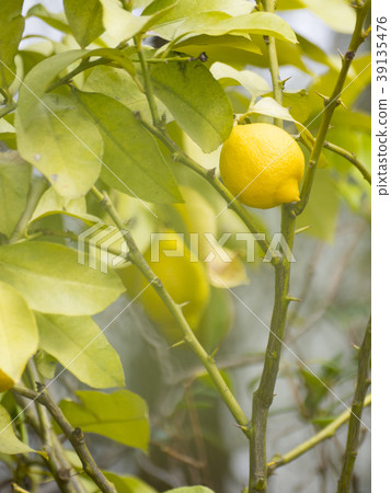 Lemon tree and fruit (vertical composition) 39135476
