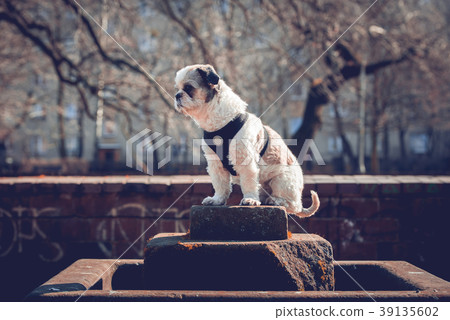 Portrait of cute Shih Tzu in the park Portrait of cute Shih Tzu in the park 39135602