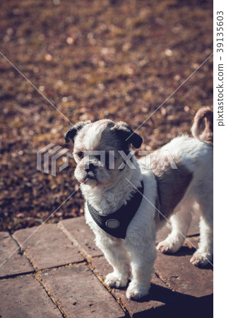 Portrait of cute Shih Tzu in the park 39135603