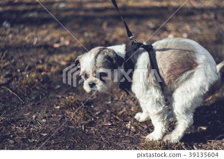 Cute Shih Tzu pooping outdoors in the park 39135604