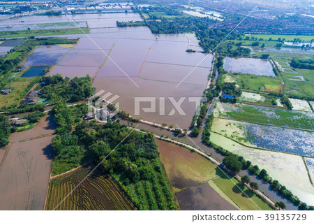 Aerial view preparation for rice paddy plantation Aerial view preparation for rice paddy plantation 39135729