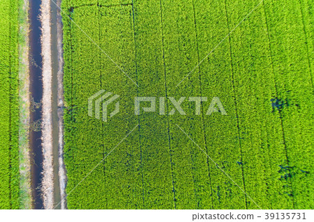 Paddy rice terrace aerial shot green background Paddy rice terrace aerial shot green background 39135731
