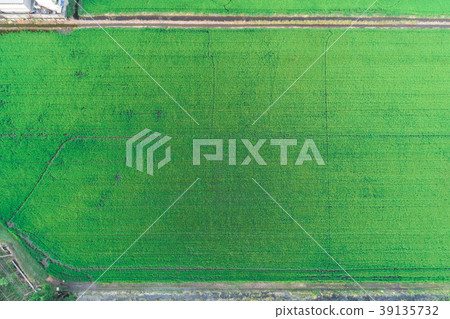 Rice planttion field aerial shot from drone Rice planttion field aerial shot from drone 39135732
