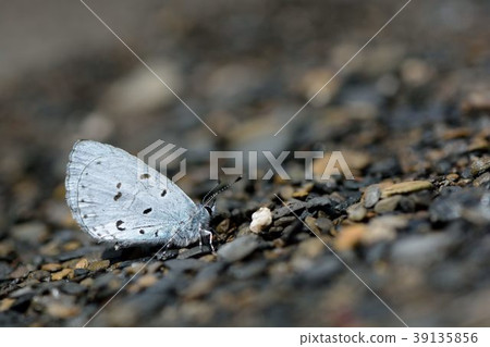 杉谷琉璃小灰蝶(Celastrina sugitanii shirozui) 39135856